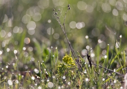Unprocessed Samples-32