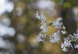 Unprocessed Samples-33