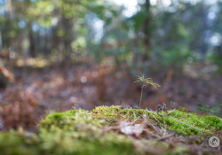 14-Bokeh