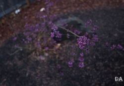 Magnification