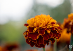 38-Nice-Bokeh