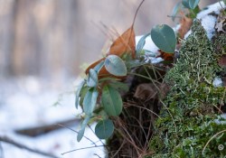 32-50mm-Real-World-1