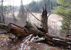 43-Stumped-1