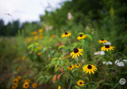 18-Susans-1
