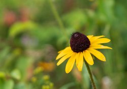 18-Susans-2