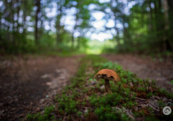 40-Mushroom