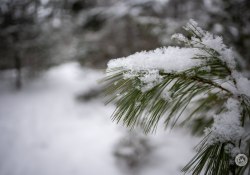 17-Snowflakes-1