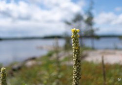 38-More-Bokeh-3
