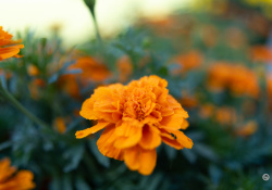38-More-Bokeh-4