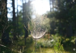 38-More-Bokeh-6