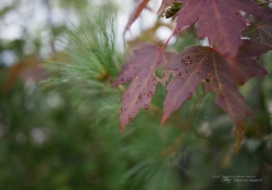 Bokeh Shots-5
