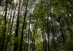 Flare and Sunburst-3