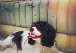 Dog Days of Summer (Sigma 24-35 f/2 ART)