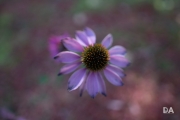 First Sigma Samples-6