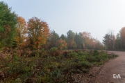 Foggy AM-25