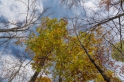 Forest Lea-10