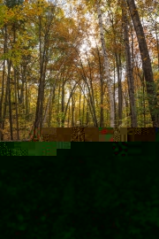 Forest Lea-11