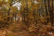 Forest Lea-12