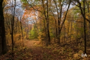 Forest Lea-13