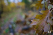 Forest Lea-15