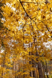 Forest Lea-2
