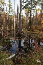 Forest Lea-9