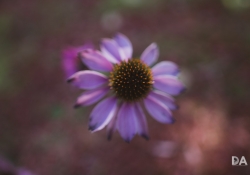 15 Good Focus-2 15 Good Focus-2