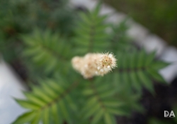 15 Good Focus-3 15 Good Focus-3