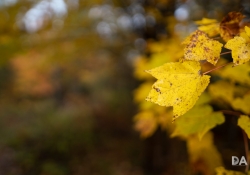 31 Bokeh-5
