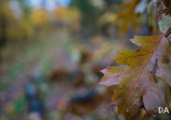31 Bokeh-6