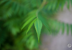 35-Sumac