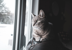 19-Pet-Eye-AF
