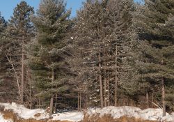 31-Real-World-28mm-2
