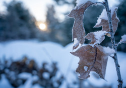 39-Bokeh-2