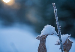 39-Bokeh-3