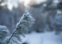 39-Bokeh-4