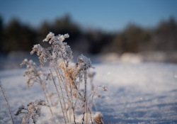 39-Bokeh-5