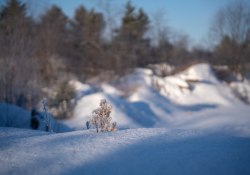 39-Bokeh-6