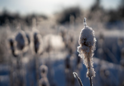 39-Bokeh-7