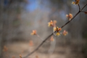 Canon-5DIV-Samples-3