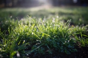 Morning-Dew-2