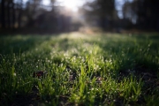 Morning-Dew-3