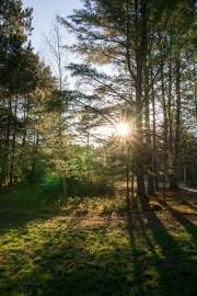 Morning-Dew-5