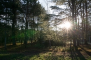 Morning-Dew-6