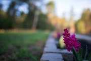 Morning-Dew-7