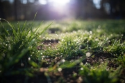 Morning-Dew