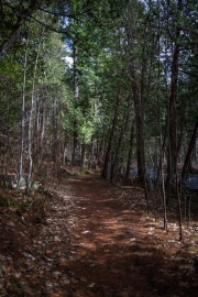Shaw-Woods-12