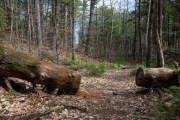 Shaw-Woods-14