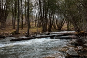 Shaw-Woods-18