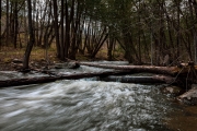 Shaw-Woods-19